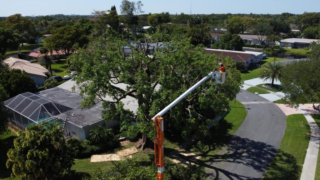 Perfect Trees Services Corp. 2026 (10)