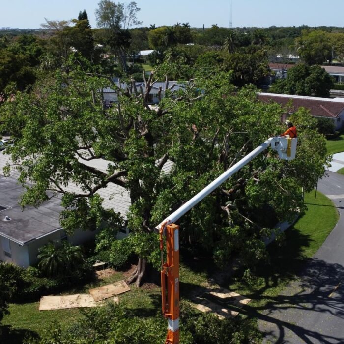 Perfect Trees Services Corp. 2026 (10)