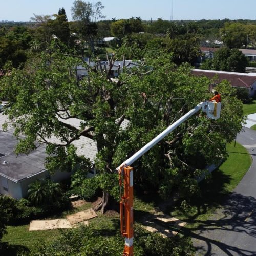 Perfect Trees Services Corp. 2026 (10)